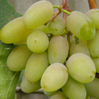 Виноград Білий Кокл купить