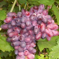 Родзинка Родзинка купить