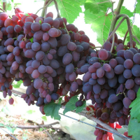 Виноград Кішміш Запорізький купить