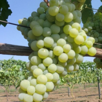 Виноград Кишмиш Спартанец купить