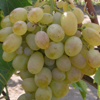 Виноград Новый подарок Запорожью купить