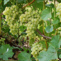 Виноград Плевен купить