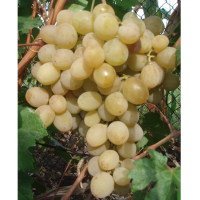 Виноград Розовая дымка купить