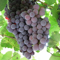 Виноград Каліфорнійська Лідія купить