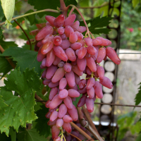 Виноград Оригінал купить