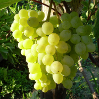 Виноград Русбол купить