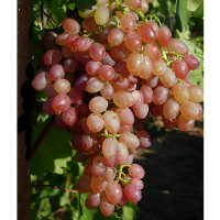 Виноград Чауш розовый купить