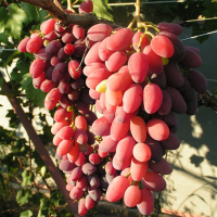 Виноград Придорожній купить