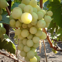 Виноград Лучезарний купить