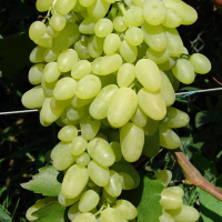 Виноград Долгожданный купить