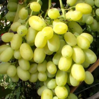 Виноград Флора купить