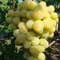 Виноград Кішміш Афродіта купить