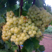 Виноград Кішміш Перліна купить