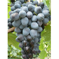 Виноград Кубань купить