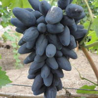 Виноград Вікінг купить