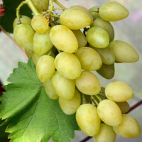 Виноград Кишмиш Саммер мускат купить