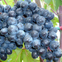 Виноград Різдвяний купить