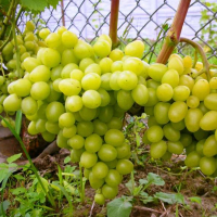 Виноград Аркадія купить