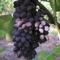 Виноград Кішміш Юпітер купить