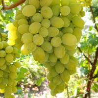 Виноград Августин купить