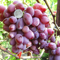 Виноград Зарево купить