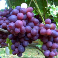 Виноград Зоря Несвітла купить
