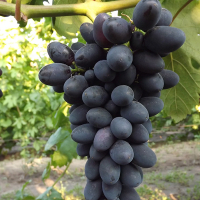 Виноград Надія Рання купить