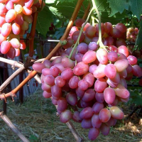 Виноград Парижанка купить
