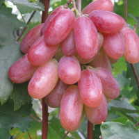 Виноград Ювілей Новочеркаська купить