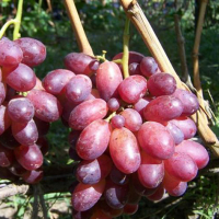 Виноград Шахіня Ірану купить