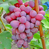 Виноград Подарунок Ірині купить