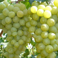 Виноград Антоній Великий купить