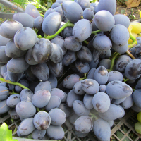 Виноград Гала купить