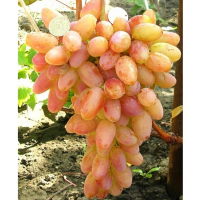 Виноград Легенда купить