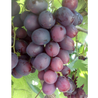 Виноград Пам'яті Вчителі купить