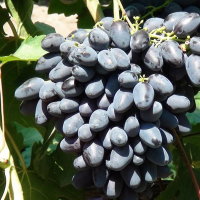 Виноград Атос купить