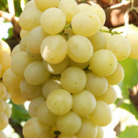 Виноград Італія купить