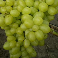 Виноград Продюсер купить
