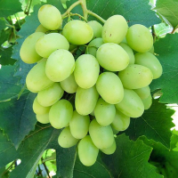Виноград Іларія купить