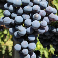 Виноград Сфінкс купить