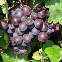 Виноград Тюльпан купить