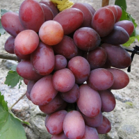 Виноград Фаєтон купить