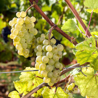 Виноград Аліготе купить