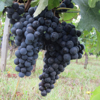 Виноград Мерло купить