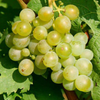 Виноград Ріслінг Рейнський купить