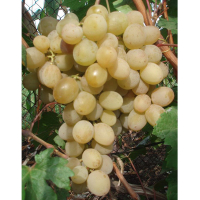 Виноград Рожева Дімка купить