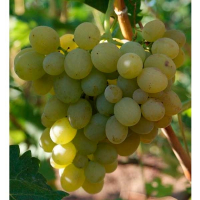 Виноград Монарх купить
