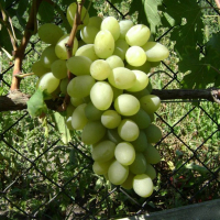 Виноград Благовіст купить