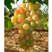 Виноград Лія купить