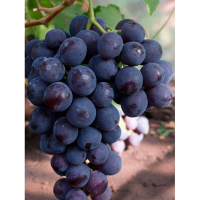 Виноград Рошфор купить